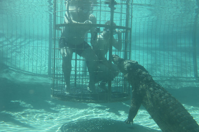 Crocodile swimming at the Cango Wildlife Ranch