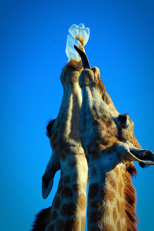 Giraffe bottle feeding