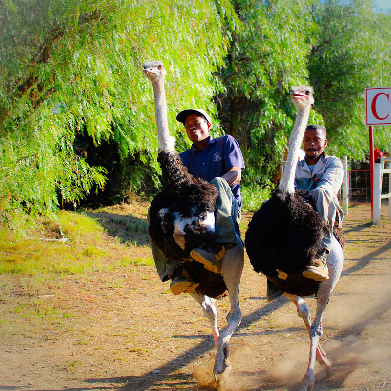 Ostrich racing in Oudtshoorn