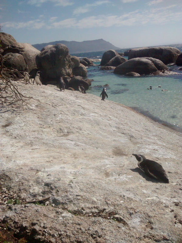 African penguins